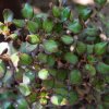 Coprosma repens